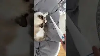 Best vacuum for pet hair 2022 Neabot pet grooming kits
