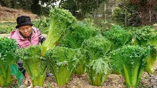 離譜了！  長滿蟲洞的大白菜，阿婆用來做酸菜和傳統美食Preserving Chinese cabbage and cooking traditional dishes