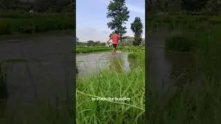 Day 15 rural immersion