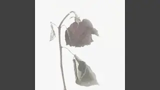 инь и ян