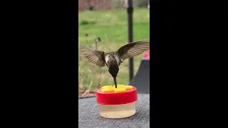 Burung Cucuk Panjang Dan Tajam Mirip Nyamuk