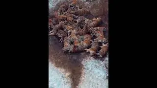 Siberian tigers at the Harbin Siberian Tiger Park in China I @Wildlifetubers #wildlife #tiger