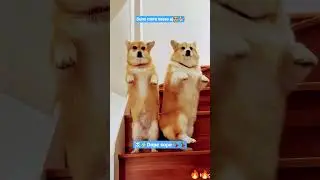 💃🐕😍dope sope karen?🔥🔥 #funny #dogdance #aivideo #ai #aidog #funnydogs