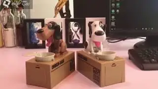 Coin Eating Dog