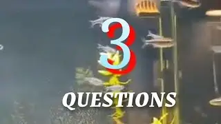Test the Aquarium Salesman with 3 Questions #fishkeeping #naturalaquarium