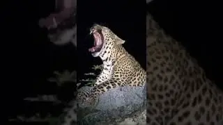 Majestic leopard roar