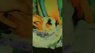 #guinepig