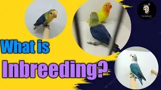 What is inbreeding? advantage and disadvantages of inbreeding @furqansharifworld