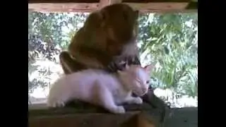 Kitten and Monkey Bonding!
