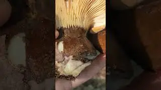 Velvet Roll-rim - Tapinella atrotomentosa