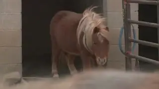 Therapy horses were rescued from the Marshall Fire
