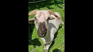Sheep Haircut #hairstyle #cute #happy