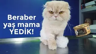 Küfür eden kediyle BALIKLI MİDYELİ yaş mama YEDİK!