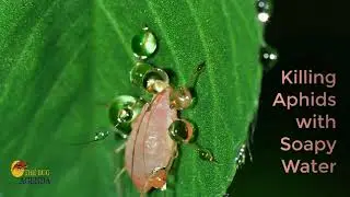 Killing Aphids with Soapy Water