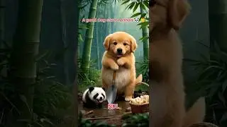 a dog🐕 save a baby panda🐼