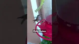 Hummingbird vs Mantis. Little bird takes big risk against its predator. #hummingbird #mantis