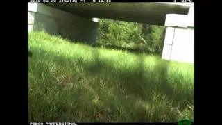 Key deer at an underpass