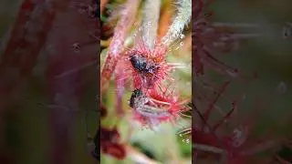 Drosera Lanata X aff. Derbyensis feeding timelapse