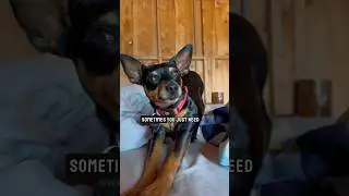 I found happiness with my cute Miniature Pinscher❤️ #miniaturepinscher #minpin #dogshorts #doglover