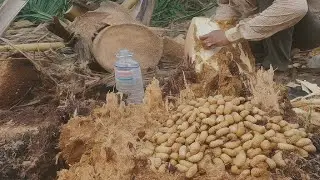 Primitive cooking skill Cut coconut tree, catch coconut worm, cook worm