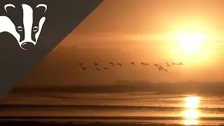 Brent geese