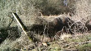 A little stoat really putting some effort in