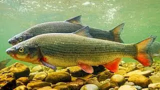 Какие водоёмы предпочитает Обыкновенный подуст (Common nase) &mdash; Chondrostoma nasus (Linnaeus, 1758) ?