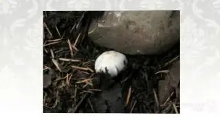 Inocybe geophylla - fungi kingdom