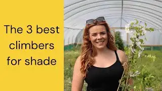 The best climbers for shade