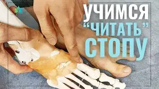 Внешний ВИД СТОПЫ - что СКРЫТО внутри? Пальпаторная анатомия стопы