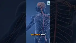 Alcohol's Hidden Aging Effects on Your Brain Explained #shorts