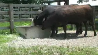 Joe Davis on Management Intensive, or Prescribed Grazing