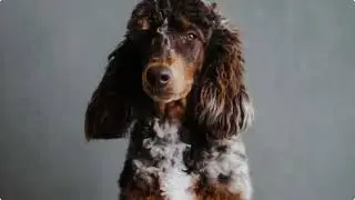 Sahara and Chevy are expecting F1 mini Cavapoos in March 2026!  This will be an EPIC litter 🫶🏼🥰