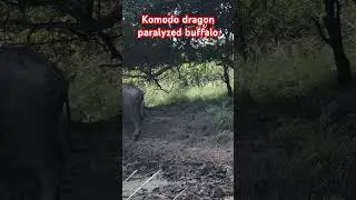 komodo dragon paralyzed the buffalo