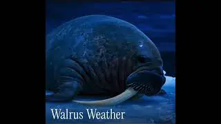 BEST WALRUS SONG IN HISTORY