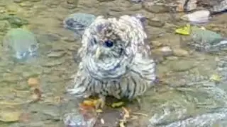 Owl Bathing Itself in a Stream