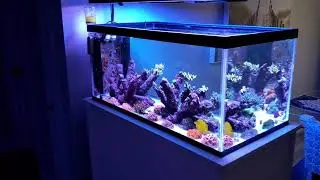 40 gallon reef tank update May 2021