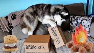 My Husky Tries to Open this Box!