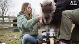 The Inspiring Story of Pumpkin the Pony - Pickler & Ben