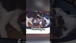 A FACT that EVERY CAT Mom Knows 🤣 | Wholesome Moments