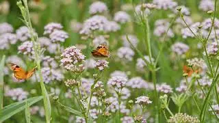 🌸 Butterfly Grove in Early Spring | Peaceful Nature Walk with Gentle Breeze & Fluttering Wings