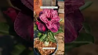 Buy Latest Imported Adenium Variety Online 🔥 #adenium #plants #flowers #gardening