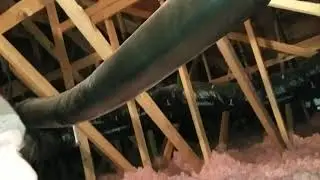 Bat - Bird Removal & Insulation cleanup Long Branch | Jackson NJ 732 698 8387