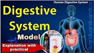 Digestive system model thermocol//science project//MK study21// learn together my student