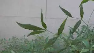 Cucumber Mosaic Virus on Nandina