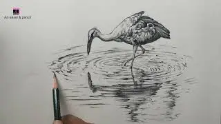 Draw a Heron in Pencil | how to draw a heron | bird drawing
