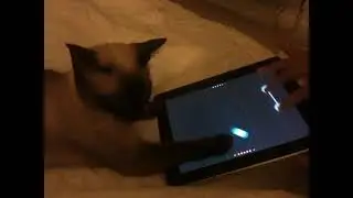 My kitten playing Dofl Ball