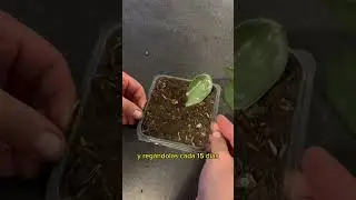 Aprende!! c&oacute;mo reproducir planta de jade