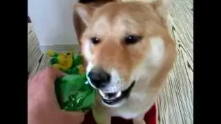 Shiba Inu Fox opening water bottle