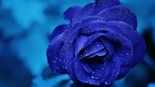 The Most Beautiful Spring With Nature Sounds/8k tv
